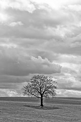 Image showing green meadow with tree and clouds