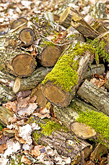 Image showing Deadwood heap