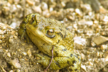 Image showing Common toad
