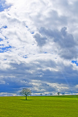 Image showing green meadow with tree and clouds