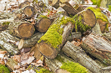 Image showing Deadwood heap