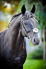 Image showing stallion - breeder horse on green background