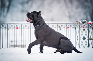 Image showing black cane corso dog winter portrait