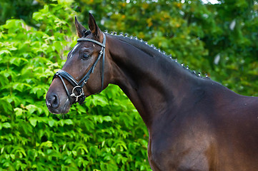 Image showing Portrait of a bay hannoverian German stallion