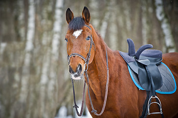 Image showing Chestnut sidesaddle horse without her rider