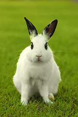 Image showing  White Bunny Rabbit Outdoors in Grass