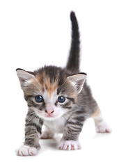 Image showing Kitten on White Background