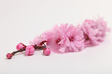 Image showing Pink Cherry Blossom on White