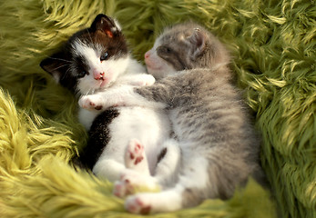 Image showing Kittens Outdoors in Natural Light