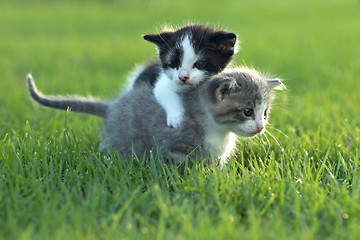 Image showing Kittens Outdoors in Natural Light