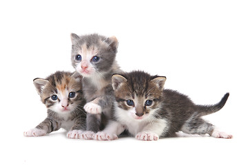 Image showing Three Baby Kittens on a White Background