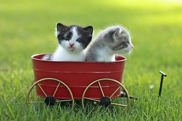 Image showing Kittens Outdoors in Natural Light