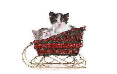 Image showing Kittens in a Santa Christmas Sleigh 