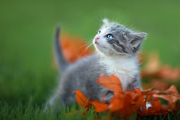 Image showing Baby Kittens Playing Outdoors in the Grass