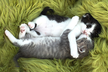 Image showing Kittens Outdoors in Natural Light