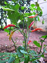 Image showing red pepper wild tree