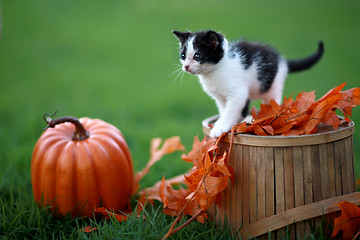 Image showing Baby Kittens Playing Outdoors in the Grass