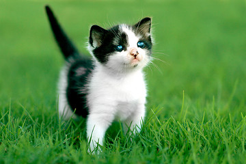 Image showing Little Kitten Outdoors in Natural Light