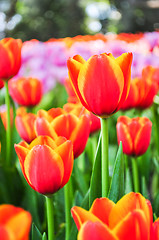 Image showing Orange Tulip