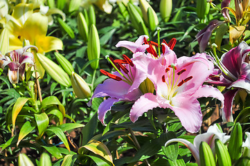 Image showing Lily Flower