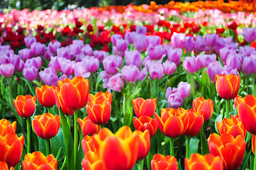 Image showing Colorful Tulip Field