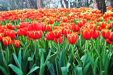 Image showing Orange Tulip