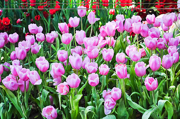 Image showing Pink Tulips