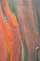 Image showing Eucalyptus Tree Bark