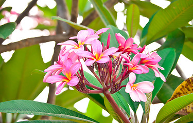 Image showing Pink Frangipani Flowers