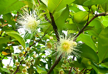 Image showing Rose Apple Flower