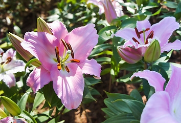 Image showing Lily Flower