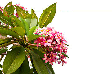 Image showing Pink Frangipani Flower