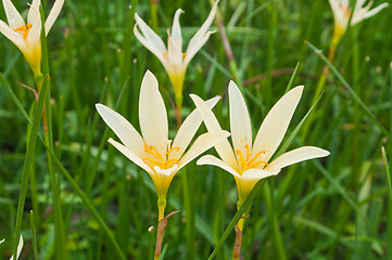 Image showing White Rain Lily