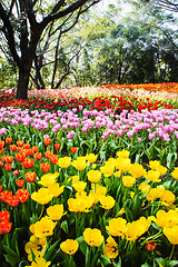 Image showing Colorful Tulip Field