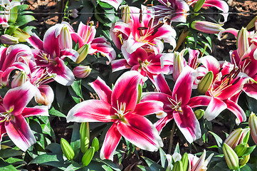 Image showing Lily Flower