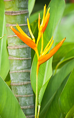 Image showing Bird of Paradise Flower