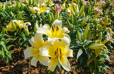 Image showing Lily Flower