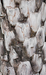 Image showing Oil Palm Tree Bark