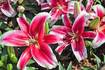 Image showing Lily Flower