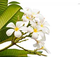 Image showing White Frangipani Flower