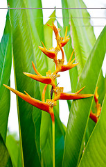 Image showing Bird of Paradise Flower