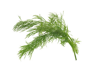 Image showing Fresh dill