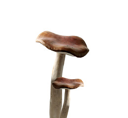 Image showing Mushrooms