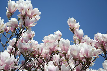 Image showing Magnolia Solangiana in blossom