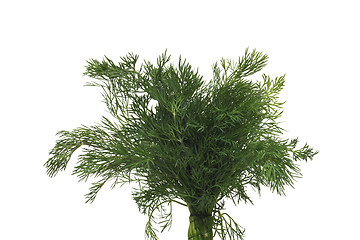 Image showing Fresh dill