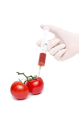 Image showing Gmo product concept: Tomato injection