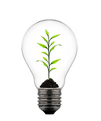 Image showing plant growing inside the light bulb