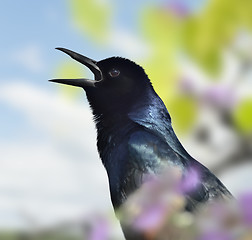 Image showing Singing Blackbird