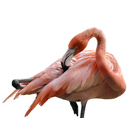 Image showing Pink Flamingo