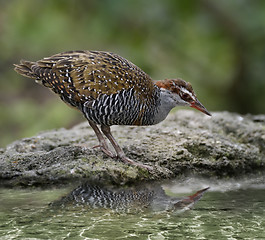 Image showing Buff-Banded Rail Bird